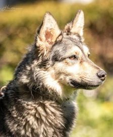 Happy – Husky-Mix, Weibchen, 1 Jahr 7 Monate, 70195 Stuttgart-Botnang – Foto 4