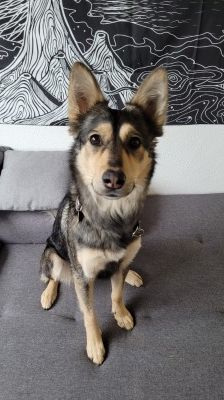 Happy – Husky-Mix, Weibchen, 1 Jahr 7 Monate, 70195 Stuttgart-Botnang – Foto 5