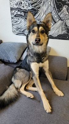 Happy – Husky-Mix, Weibchen, 1 Jahr 7 Monate, 70195 Stuttgart-Botnang – Foto 6
