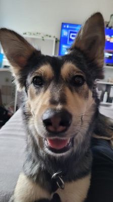 Happy – Husky-Mix, Weibchen, 1 Jahr 7 Monate, 70195 Stuttgart-Botnang – Foto 7