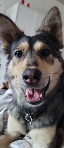 Happy – Husky-Mix, Weibchen, 1 Jahr 7 Monate, 70195 Stuttgart-Botnang – Foto 8
