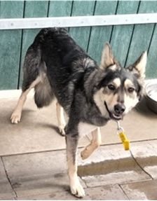 Happy – Husky-Mix, Weibchen, 1 Jahr 7 Monate, 70195 Stuttgart-Botnang – Foto 9