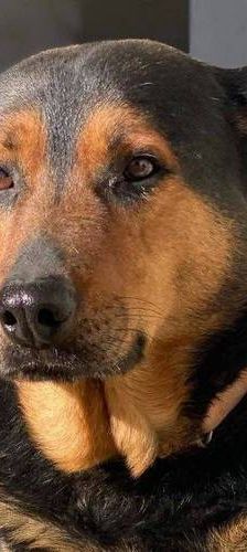 Duncan – Mischling, Männchen, 4 Jahre 5 Monate, 65520 Bad Camberg – Foto 1