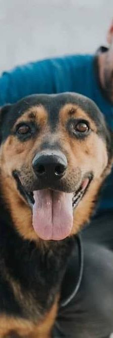 Duncan – Mischling, Männchen, 4 Jahre 5 Monate, 65520 Bad Camberg – Foto 2