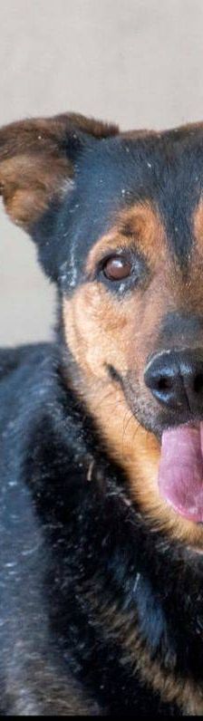 Duncan – Mischling, Männchen, 4 Jahre 5 Monate, 65520 Bad Camberg – Foto 11