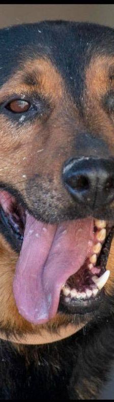 Duncan – Mischling, Männchen, 4 Jahre 5 Monate, 65520 Bad Camberg – Foto 12