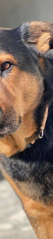 Duncan – Mischling, Männchen, 4 Jahre 5 Monate, 65520 Bad Camberg – Foto 13