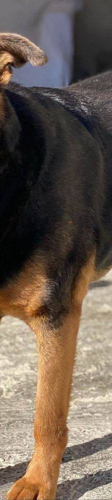 Duncan – Mischling, Männchen, 4 Jahre 5 Monate, 65520 Bad Camberg – Foto 14