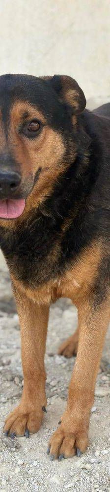 Duncan – Mischling, Männchen, 4 Jahre 5 Monate, 65520 Bad Camberg – Foto 15