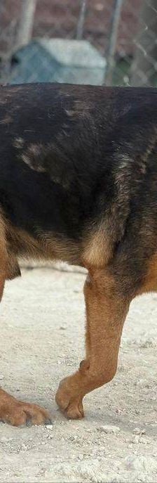 Duncan – Mischling, Männchen, 4 Jahre 5 Monate, 65520 Bad Camberg – Foto 16