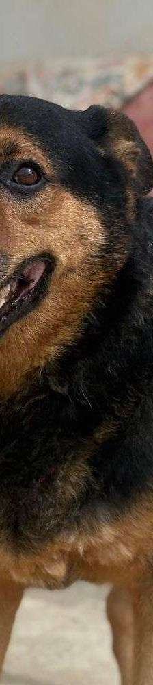 Duncan – Mischling, Männchen, 4 Jahre 5 Monate, 65520 Bad Camberg – Foto 17