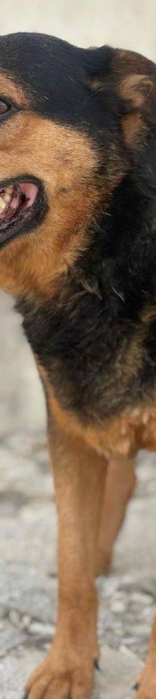 Duncan – Mischling, Männchen, 4 Jahre 5 Monate, 65520 Bad Camberg – Foto 18