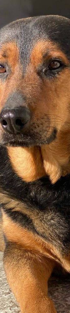 Duncan – Mischling, Männchen, 4 Jahre 5 Monate, 65520 Bad Camberg – Foto 19