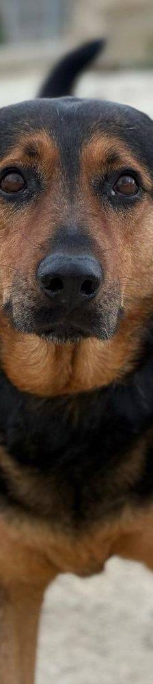 Duncan – Mischling, Männchen, 4 Jahre 5 Monate, 65520 Bad Camberg – Foto 20
