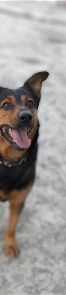 Duncan – Mischling, Männchen, 4 Jahre 5 Monate, 65520 Bad Camberg – Foto 3