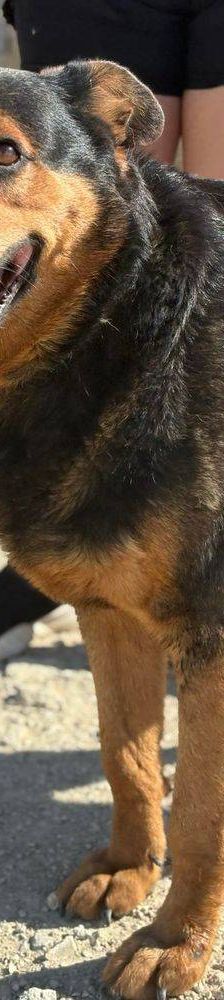 Duncan – Mischling, Männchen, 4 Jahre 5 Monate, 65520 Bad Camberg – Foto 21