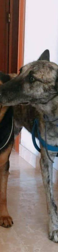 Duncan – Mischling, Männchen, 4 Jahre 5 Monate, 65520 Bad Camberg – Foto 4