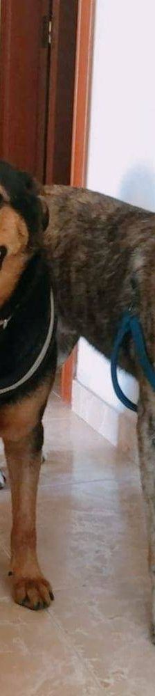 Duncan – Mischling, Männchen, 4 Jahre 5 Monate, 65520 Bad Camberg – Foto 5