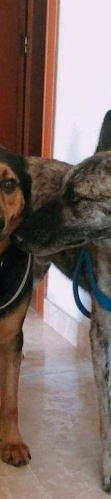 Duncan – Mischling, Männchen, 4 Jahre 5 Monate, 65520 Bad Camberg – Foto 6