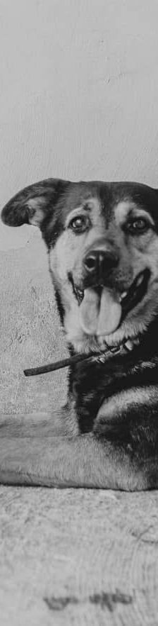 Duncan – Mischling, Männchen, 4 Jahre 5 Monate, 65520 Bad Camberg – Foto 7