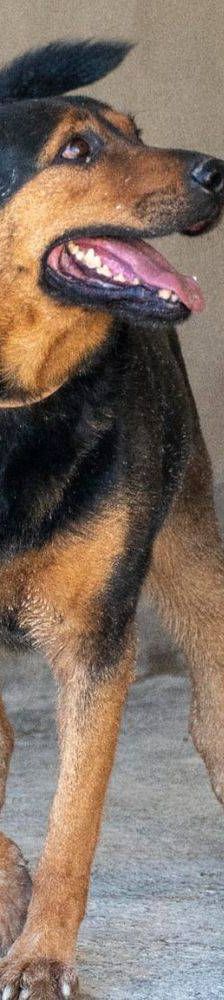 Duncan – Mischling, Männchen, 4 Jahre 5 Monate, 65520 Bad Camberg – Foto 8