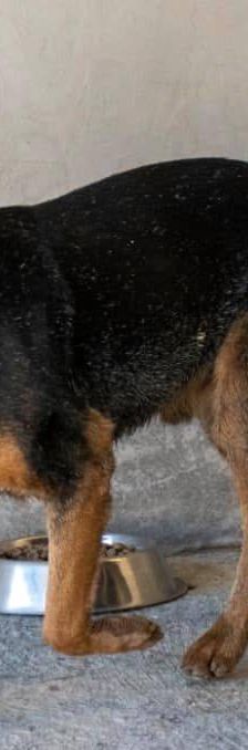 Duncan – Mischling, Männchen, 4 Jahre 5 Monate, 65520 Bad Camberg – Foto 9