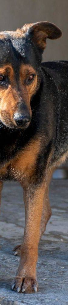 Duncan – Mischling, Männchen, 4 Jahre 5 Monate, 65520 Bad Camberg – Foto 10