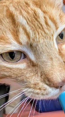 Jerry – Katze, Weibchen, 7 Jahre, 39576 Stendal – Foto 1