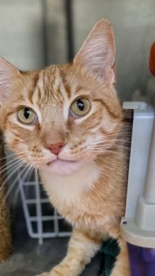 Jerry – Katze, Weibchen, 7 Jahre, 39576 Stendal – Foto 2