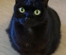 Jerry – Katze, Weibchen, 7 Jahre, 39576 Stendal – Foto 17