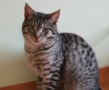 Jerry – Katze, Weibchen, 7 Jahre, 39576 Stendal – Foto 24