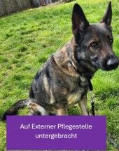 Mogli – Schäferhund, Männchen, 4 Jahre 2 Monate, 70195 Stuttgart-Botnang – Foto 1