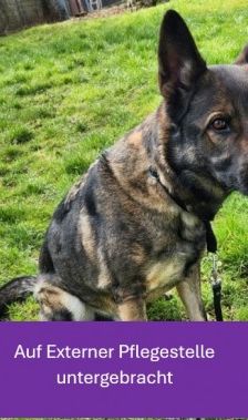 Mogli – Schäferhund, Männchen, 4 Jahre 2 Monate, 70195 Stuttgart-Botnang – Foto 2