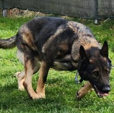 Mogli – Schäferhund, Männchen, 4 Jahre 2 Monate, 70195 Stuttgart-Botnang – Foto 11