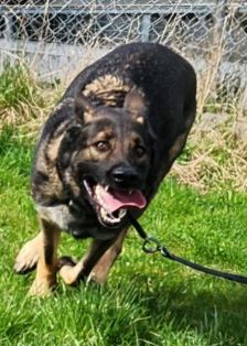 Mogli – Schäferhund, Männchen, 4 Jahre 2 Monate, 70195 Stuttgart-Botnang – Foto 12