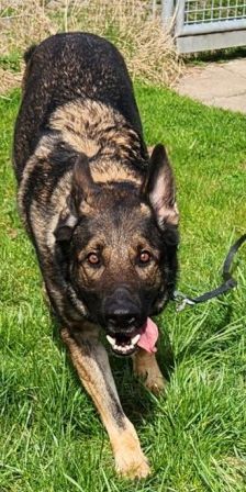 Mogli – Schäferhund, Männchen, 4 Jahre 2 Monate, 70195 Stuttgart-Botnang – Foto 13