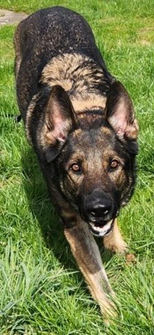 Mogli – Schäferhund, Männchen, 4 Jahre 2 Monate, 70195 Stuttgart-Botnang – Foto 14