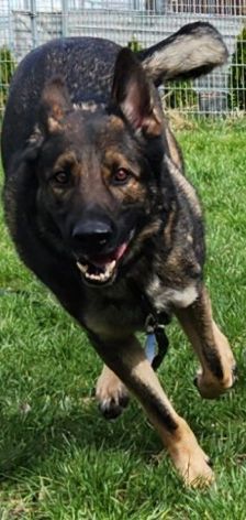 Mogli – Schäferhund, Männchen, 4 Jahre 2 Monate, 70195 Stuttgart-Botnang – Foto 15