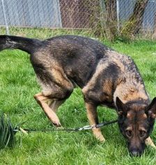 Mogli – Schäferhund, Männchen, 4 Jahre 2 Monate, 70195 Stuttgart-Botnang – Foto 16