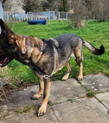 Mogli – Schäferhund, Männchen, 4 Jahre 2 Monate, 70195 Stuttgart-Botnang – Foto 3