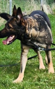 Mogli – Schäferhund, Männchen, 4 Jahre 2 Monate, 70195 Stuttgart-Botnang – Foto 4