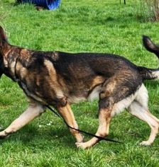 Mogli – Schäferhund, Männchen, 4 Jahre 2 Monate, 70195 Stuttgart-Botnang – Foto 5