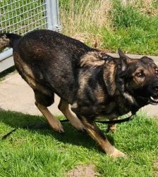 Mogli – Schäferhund, Männchen, 4 Jahre 2 Monate, 70195 Stuttgart-Botnang – Foto 6