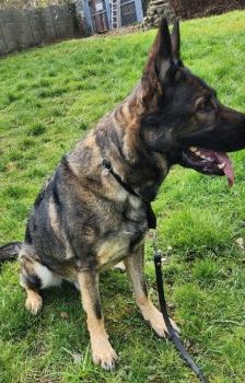 Mogli – Schäferhund, Männchen, 4 Jahre 2 Monate, 70195 Stuttgart-Botnang – Foto 7