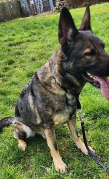Mogli – Schäferhund, Männchen, 4 Jahre 2 Monate, 70195 Stuttgart-Botnang – Foto 8
