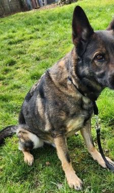 Mogli – Schäferhund, Männchen, 4 Jahre 2 Monate, 70195 Stuttgart-Botnang – Foto 9