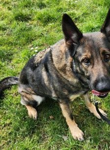 Mogli – Schäferhund, Männchen, 4 Jahre 2 Monate, 70195 Stuttgart-Botnang – Foto 10