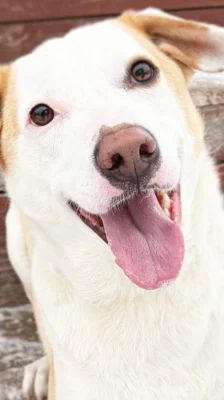 Nanuk – Terrier-Mix, Männchen, 2 Jahre 8 Monate, 13057 Berlin – Foto 1