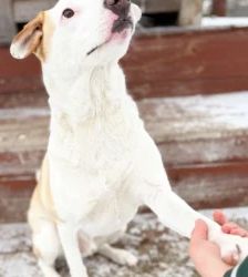 Nanuk – Terrier-Mix, Männchen, 2 Jahre 8 Monate, 13057 Berlin – Foto 2
