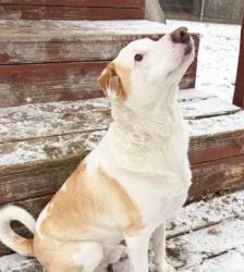 Nanuk – Terrier-Mix, Männchen, 2 Jahre 8 Monate, 13057 Berlin – Foto 3